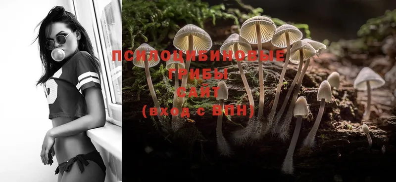 Псилоцибиновые грибы Psilocybe  купить наркотики цена  Шелехов 